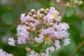 Crepe Myrtle Lagerstroemia indica Souvenir d`Hubert Puard, buds and pink flowers